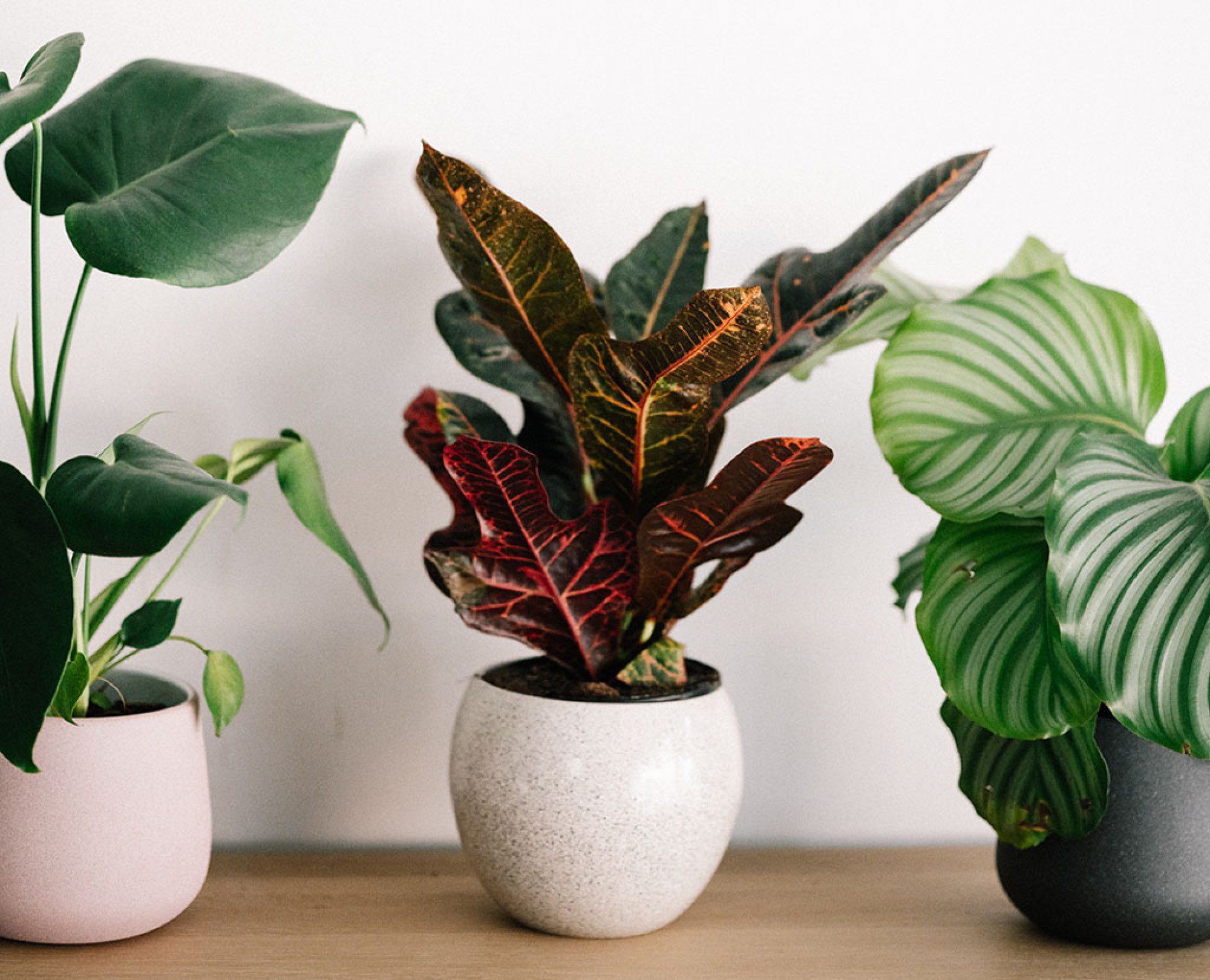 Moving your potted plants to your new residence